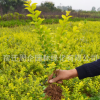 基地直銷金葉女貞樹綠化工程小區園林綠化樹 四季常青庭院植物