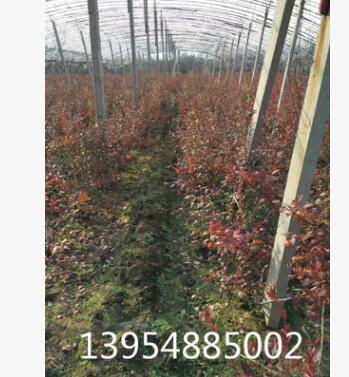 出售2年-5年藍莓樹，品種好，結果多