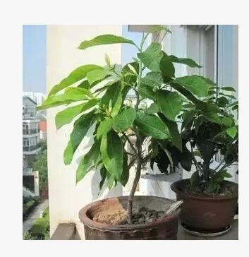 濃香花卉 白蘭花 室內(nèi)綠色植物盆栽 辦公室客廳花草綠植 凈化空氣