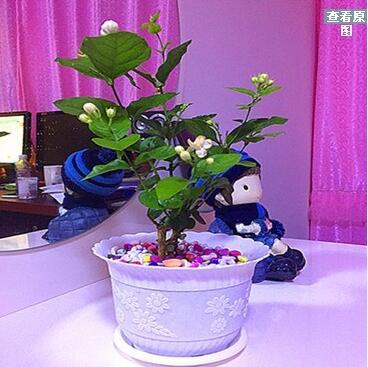 盆栽花卉 好一朵美麗的茉莉花盆栽苗 白色茉莉花 芳香四溢多規(guī)格