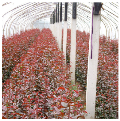兩年生玫瑰苗，切花玫瑰種苗紅色系主品種之一，玫瑰花苗之王