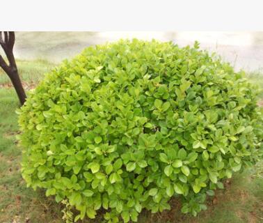 常青樹冬青小苗 專業綠化苗株高20-200冬青球 道路綠化用冬青苗