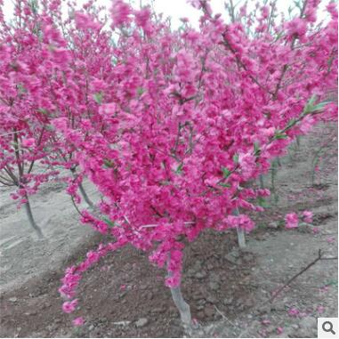基地直銷美人梅 庭院觀賞植物美人梅 量大優(yōu)惠各種規(guī)格美人梅