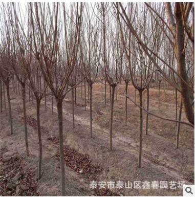 優質綠化樹苗 觀賞類綠化樹 各種規格櫻花樹 大量批發3公分櫻花