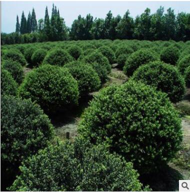 基地直銷冬青樹苗 3-20公分冬青樹苗 常青樹 優質冬青苗