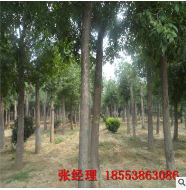 生源地直銷白蠟樹 質美量大價優 大量批發無中間商優質白蠟樹