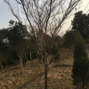 紅楓樹價格，河南省紅楓樹價格，潢川紅楓樹價格十公分紅楓報價