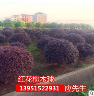 農戶自產自銷紅葉石楠苗金森女貞苗冬青苗紅花檵木苗