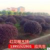農戶自產自銷紅葉石楠苗金森女貞苗冬青苗紅花檵木苗