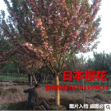 日本櫻花苗 日本紅櫻花 染井吉野 松前更莎櫻花樹苗