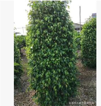 福建垂葉榕高1.7米報(bào)價(jià) 批發(fā)移植垂葉榕
