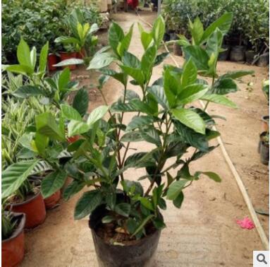 批發小葉梔子苗盆栽 梔子花苗 室內芳香植物 工程苗大葉梔子花