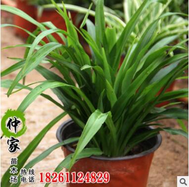 批發觀賞吊蘭盆栽 室內觀賞盆栽青葉吊蘭室內盆栽 凈化空氣