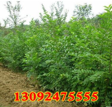 批發(fā)優(yōu)質(zhì)綠化工程苗 精品樸樹小苗 地栽盆栽 園林庭院綠化 行道樹