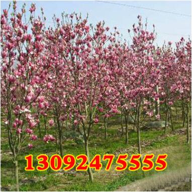 供應(yīng)廣玉蘭 紫玉蘭 白玉蘭工程綠化苗木 規(guī)格齊全