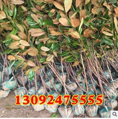 批發(fā) 廣玉蘭樹苗 廣玉蘭小苗 庭院苗木規(guī)格齊全 綠化苗木苗