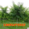 綠化苗木批發(fā) 國(guó)槐樹(shù)苗 國(guó)槐小苗 速生國(guó)槐苗 大小規(guī)格齊全