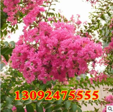 速生紫薇價格 紅花紫薇苗 紫薇苗批發(fā) 紅火箭紫薇小苗規(guī)格齊全