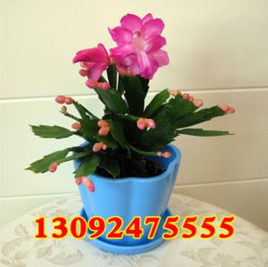 批發(fā)辦公室多肉植物盆栽蟹爪蘭 蟹爪蓮花卉盆景 易成活當(dāng)年開花