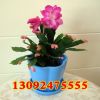 批發(fā)辦公室多肉植物盆栽蟹爪蘭 蟹爪蓮花卉盆景 易成活當(dāng)年開(kāi)花