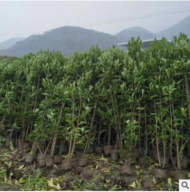 基地直銷法國冬青常綠籬笆珊瑚樹各種工程綠化灌木品種齊全