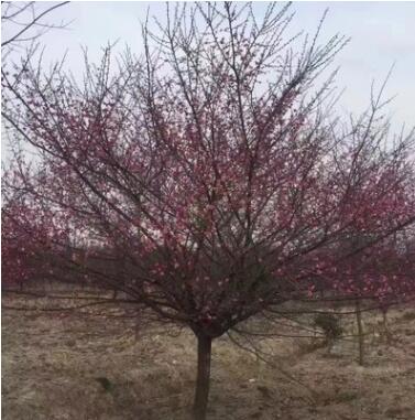 基地直銷 紅梅 綠梅 嫁接原生骨里紅花灌木 園林綠化工程