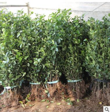 批發大葉黃楊苗 大葉黃楊球 瓜子黃楊 法國冬青籬笆工程綠化苗木