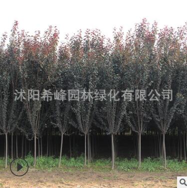 紫葉李批發紅葉李樹苗紫葉李園林綠化苗木 行道植物 規格齊全