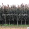 紫葉李批發(fā)紅葉李樹(shù)苗紫葉李園林綠化苗木 行道植物 規(guī)格齊全
