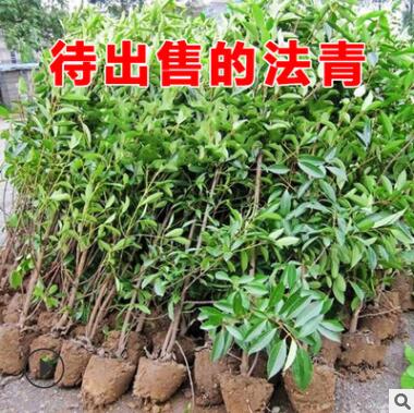 法國(guó)冬青樹(shù)苗批發(fā)法青珊瑚樹(shù)庭院籬笆圍欄工程苗木大葉黃楊苗