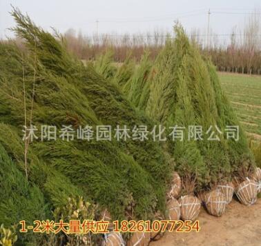 直銷寶塔松 塔柏 塔松樹苗 刺松 /蜀儈苗 松柏 行道樹木