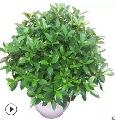 室內客廳大型綠植 非洲茉莉盆栽花卉植物 四季常青凈化空氣吸甲醛