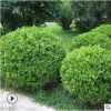 金邊黃楊球批發工程綠化苗木 行道綠籬大葉黃楊球樹苗 品種齊全