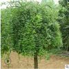 批發垂槐樹苗 盆栽垂槐樹苗 庭院綠化苗木