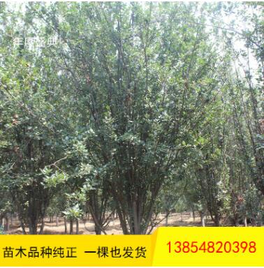 直銷海棠樹 現(xiàn)場(chǎng)看苗起苗海棠樹品種多樣規(guī)格全量大優(yōu)惠