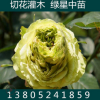 盆栽植物 月季稀有品種 綠星月季 月季花盆栽 別墅綠化 切花月季