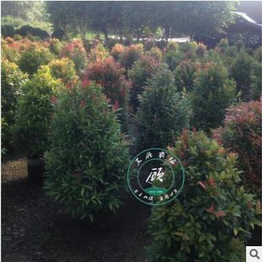 紅運 紅葉石楠球 純正紅羅賓 紅葉石楠苗 庭院綠化苗木