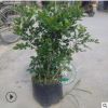 盆栽植物九里香 九里香大苗 七里香樹樁盆景綠化苗木庭院綠植