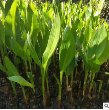 基地供應花色美人蕉 量大優惠 黃花 紅花美人蕉 可盆栽