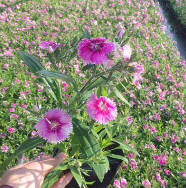 供應花海建設 地被花卉 公園道路庭院芳香石竹花卉