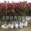 紅葉石楠苗批發(fā) 基地銷售 紅葉石楠球 樹苗 綠化道路苗木批發(fā)