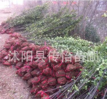 批發冬青樹苗 綠籬笆植物 四季常青 冬青條子法國冬青苗 2米高