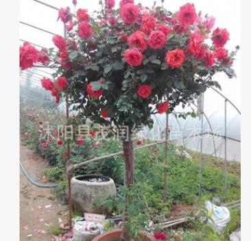 庭院盆栽月季樹狀月季苗直銷 樹樁月季樹盆栽高桿多色5年苗