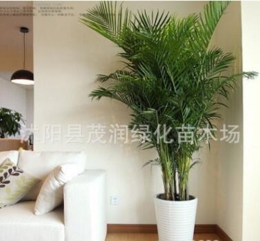 高檔觀葉植物室內(nèi)大型綠植 散尾葵盆栽客廳辦公室鳳尾竹凈化空氣