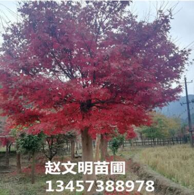 基地供應園林綠化樹 中國紅楓 廣西紅楓 紅楓觀賞樹