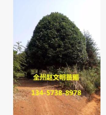 產地貨源 嫁接桂花樹 高30cm-200cm 常綠性黃色系自產自銷