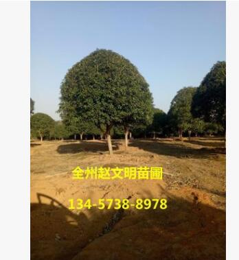 苗木基地直銷精品桂花樹 桂林全州八月金桂 廣西四季桂批發