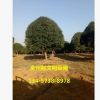 苗木基地直銷精品桂花樹 桂林全州八月金桂 廣西四季桂批發