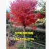 日本紅楓 批發(fā) 園林綠化木 紅楓嫁接樹 紅楓