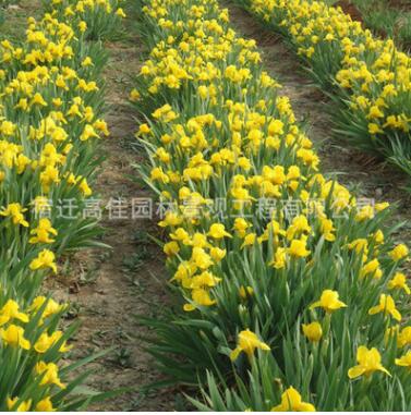 優質金娃娃萱草苗批發 貨源足 金娃娃萱草苗價格